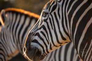Burchells Zebra in Kruger National Park