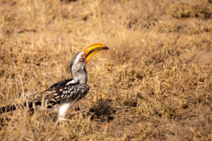 Yellow Horned Hornbill in Kruger National Park