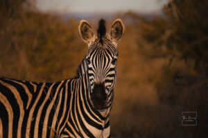 Burchells Zebra in Kruger National Park