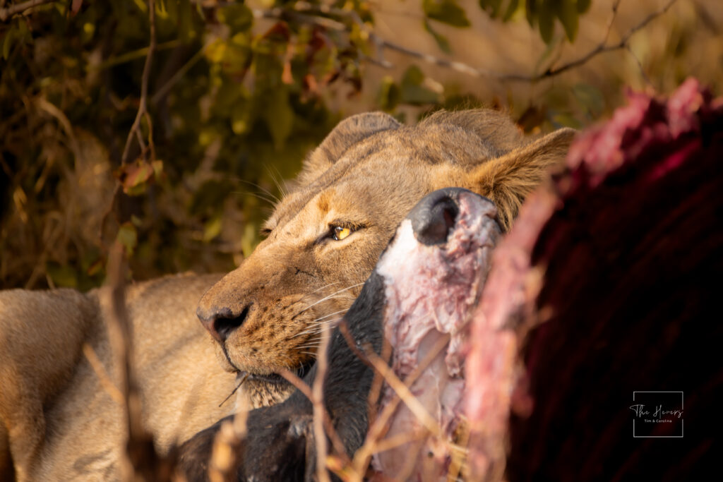 Wild Lion in Kruger National Park