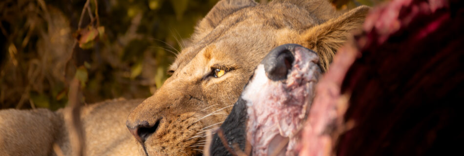 Wild Lion in Kruger National Park