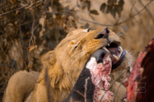 Lioness Feeding on a Buffalo on Kruger National Park