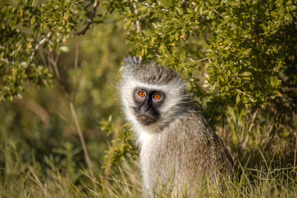 Velvet Monkey in South Africa