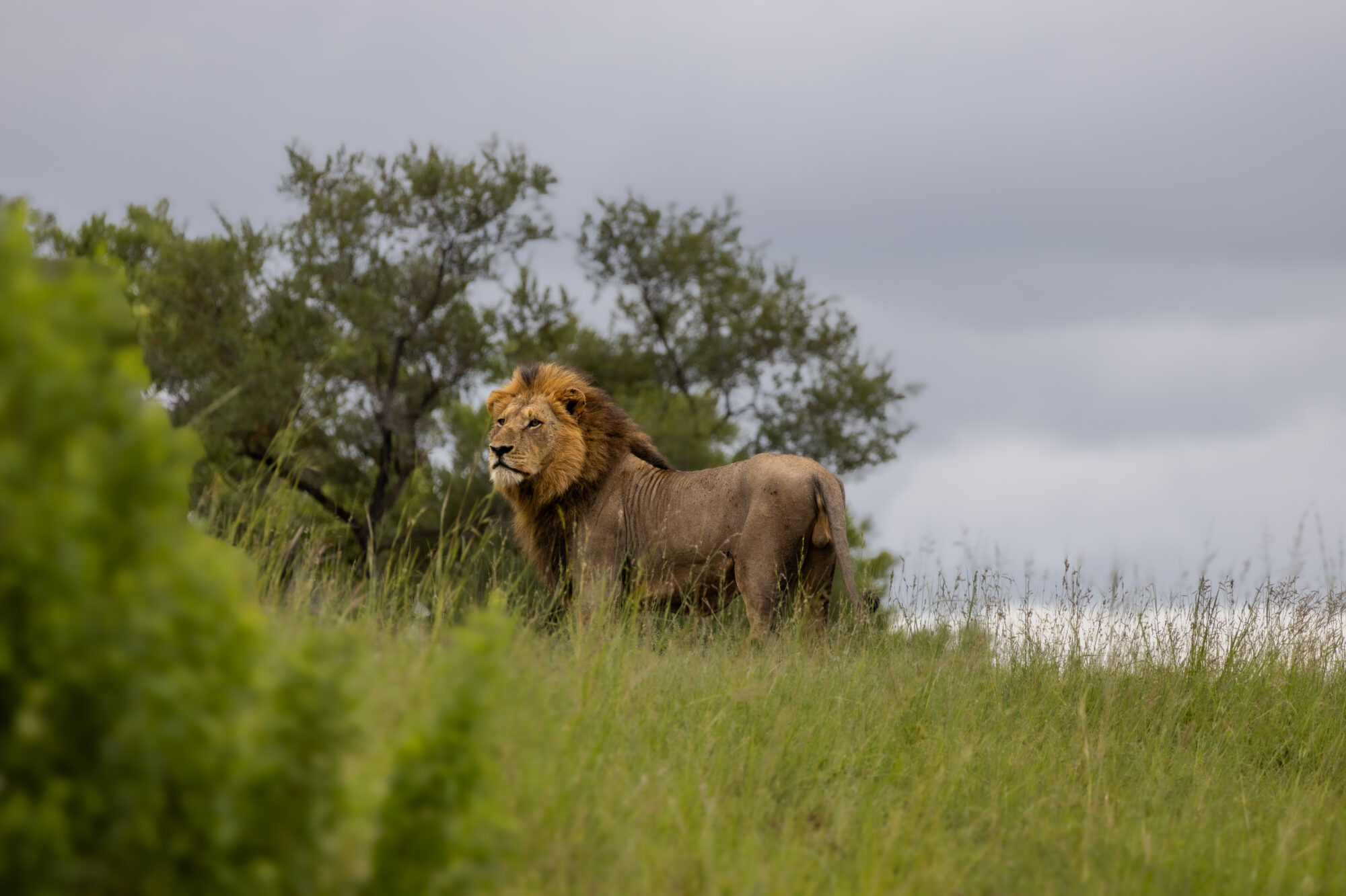 Which part of Kruger National Park is the best?